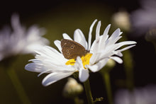 Load image into Gallery viewer, Seedball Wildflower Grab Bag - Butterfly Mix