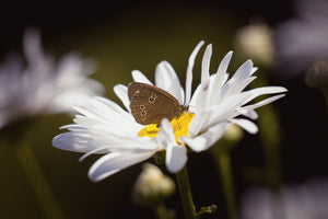 Seedball Wildflower Grab Bag - Butterfly Mix