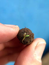 Load image into Gallery viewer, Seedball Matchbox Sentiment Gift
