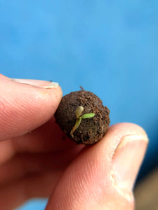 Seedball Matchbox Sentiment Gift