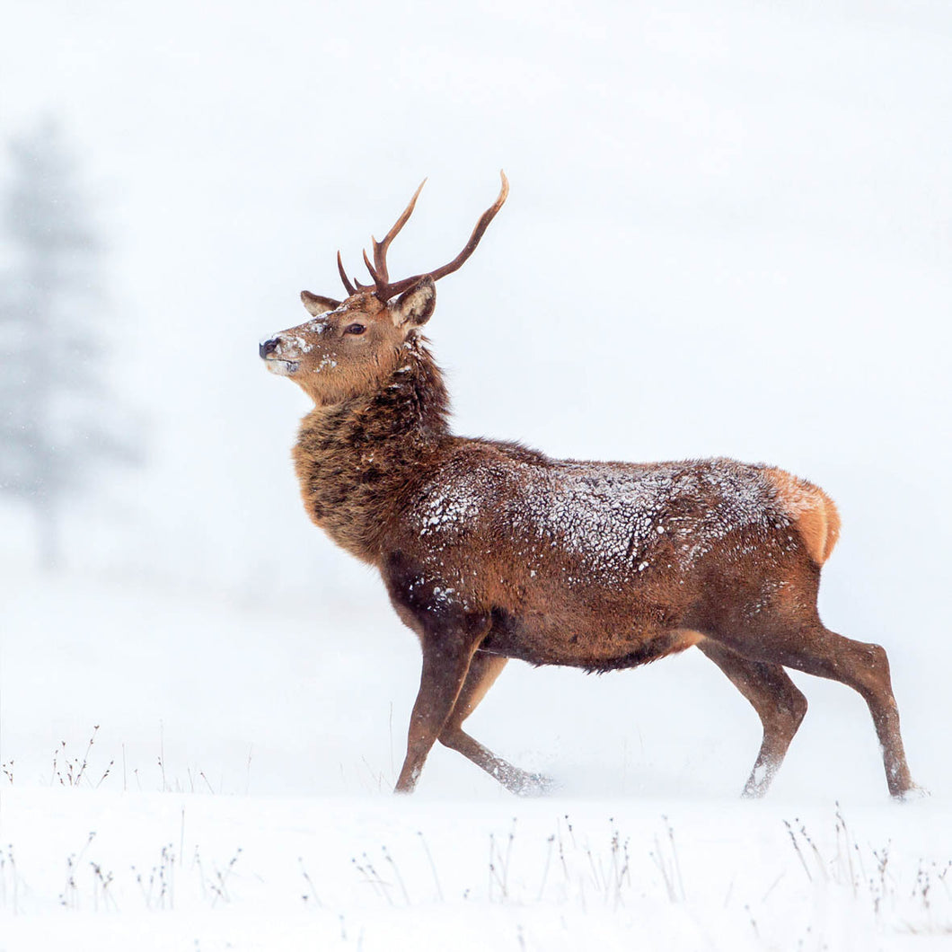 Eco Friendly Wildlife Trust Christmas Cards Stag